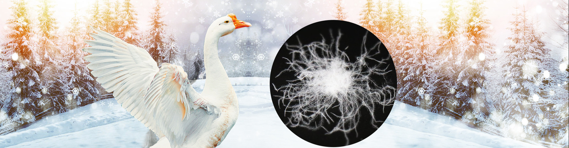 12262864396_2051568018 Natural material cushion filling feather duvet filling 2-4cm white duck feather-Feather Down