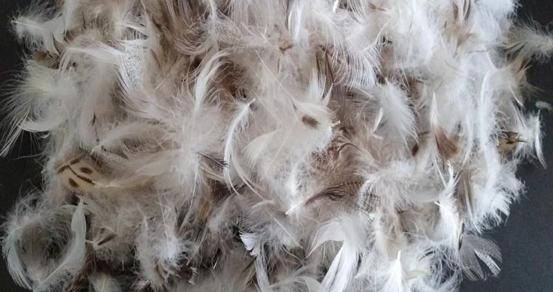 feather down