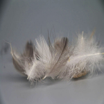 fiber feather down