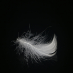 fiber feather down