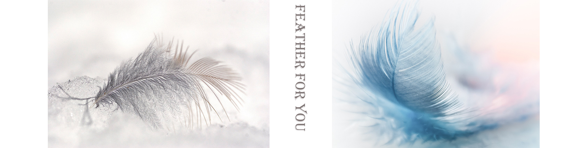 feather down Washed White Goose Feather 2-4cm – Wholesale Natural Feather Stuffing for Pillow Inserts and Furniture Padding-Feather Down