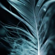 feather down