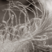 feather down